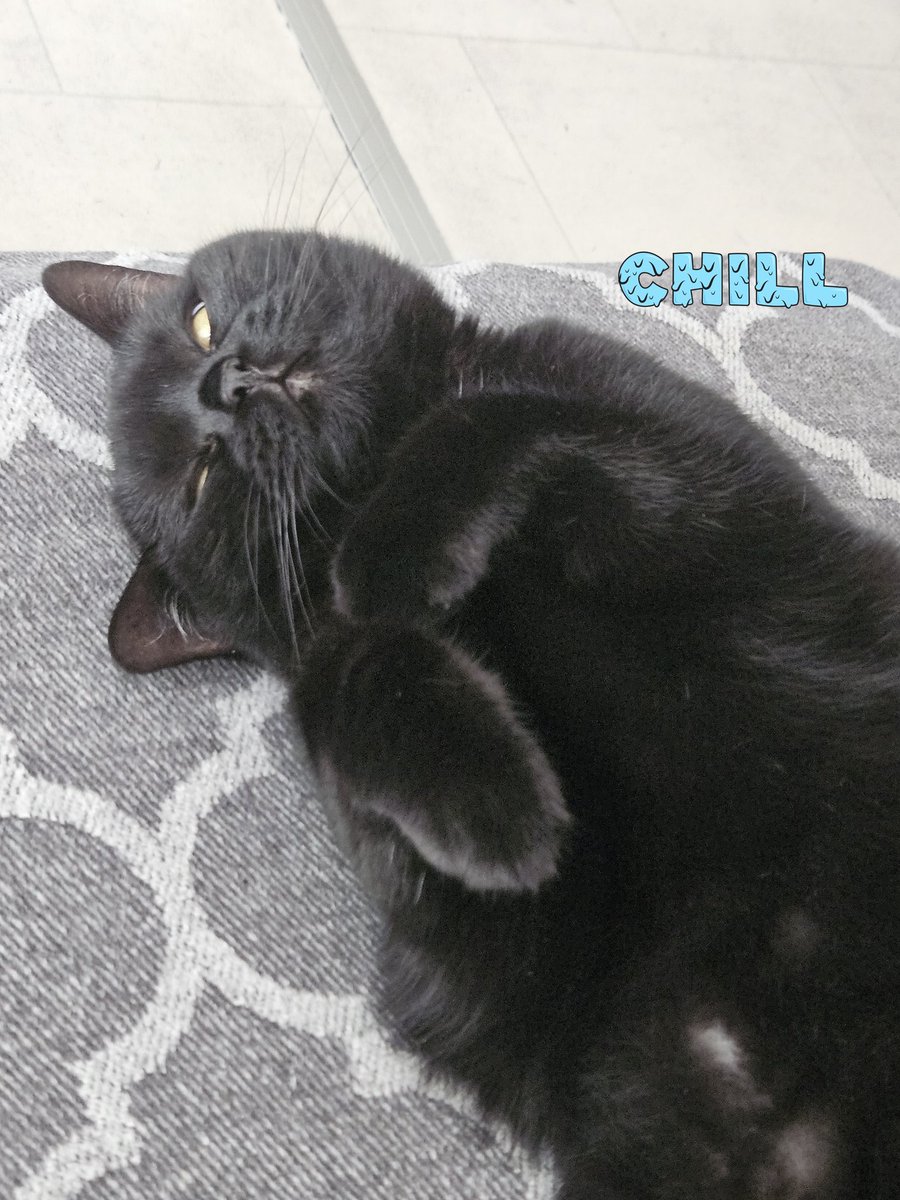 profinification's tweet image. I get so jealous sometimes. Look at her, just chilling and relaxing. I wish I could be that carefree! 
Cat life goals, right? 🤭🐈‍⬛❤️
#catlife #timefornap