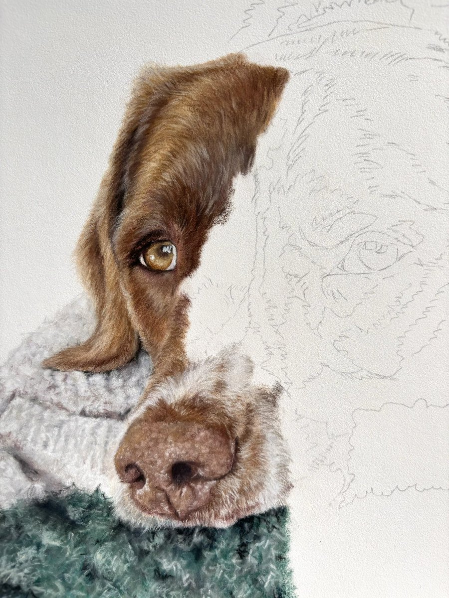 Some more progress on lovely boy, Spud! He’s got such lovely, kind eyes and a wonderful soft expression as he looks up from his blankets. I’m looking forward to working on him more today.

#petportrait #fineart #workinprogress #dogs
