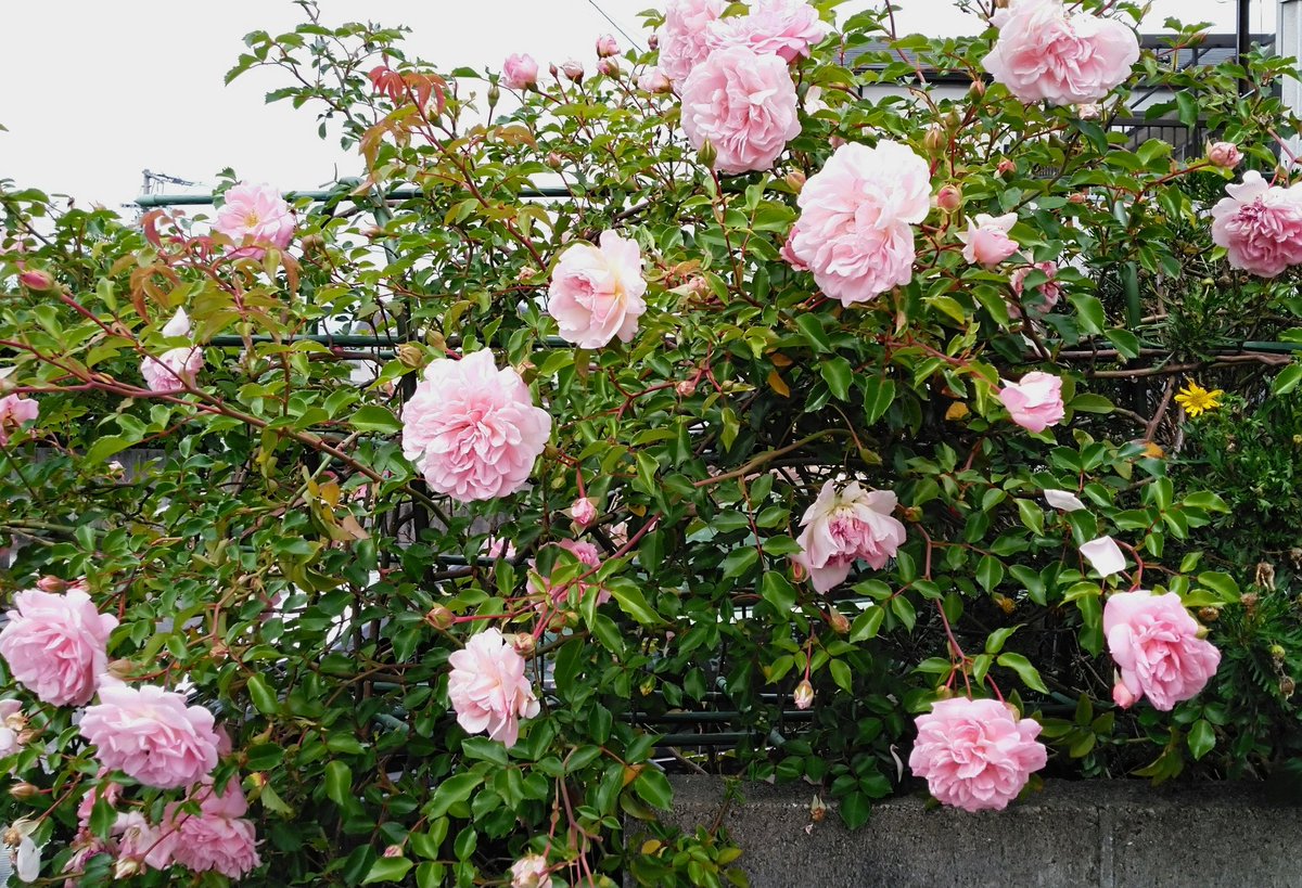 Kunkun0204's tweet photo. 庭に咲いた薔薇。
去年はあんまりだったけど今年はいっぱい咲いたなあ😊
#花写真 https://t.co/av9MTB0ChZ