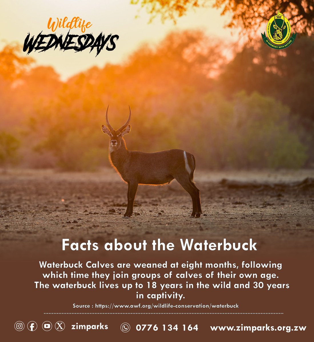 Wildlife Wednesdays: Facts about the Waterbuck! What other facts do you know? #inharmonywithnature