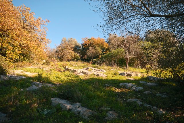 Sulle colline della Murgia,in Puglia. Resilienza della macchia mediterranea. #photographers #landscaping #NaturePhotograhpy #biodiversité #geology #ResilienceBuilders #Greenland #mediterranean #forests