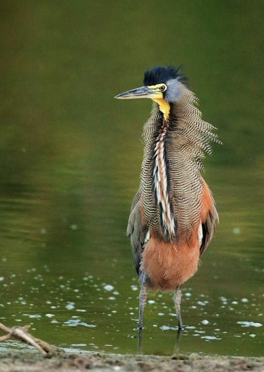 The bare-throated tiger heron(Tigrisoma mexicanum) is a wading bird of the heron family Ardeidae,and it's a Costarican origin.#naturelovers #wildlifephotography #Birdswatching #birdlovers #photography #beauty #bird #wildlife #starling #tanager #bestphotochallenge #photooftheday