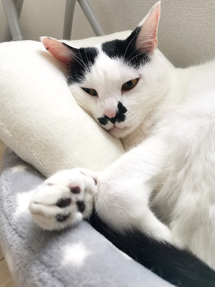枕ふかふか💕

#今日のポッポ #白黒猫 #猫との暮らし