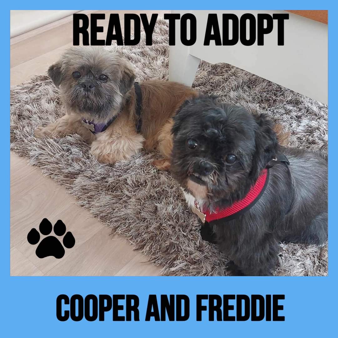 COOPER AND FREDDIE ARE NOW AVAILABLE FOR ADOPTION. 
Please read their write up, adoption criteria and process BEFORE filling in an application of interest in the link below. 

cognitoforms.com/ShihTzuActionR…

#shihtzuactionrescue #AdoptDontBuy
#rescuedogs #Shihtzu