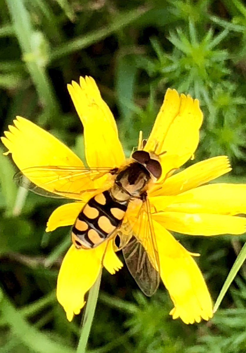 Not all pollinators are bees