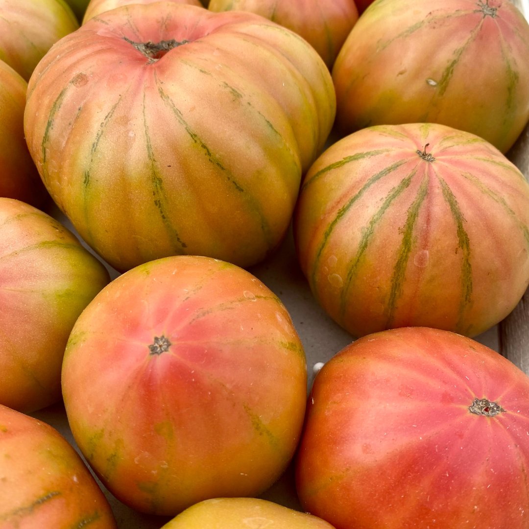 Italian Vesuvio tomatoes are large dense succulent and sweet with great visual appeal.