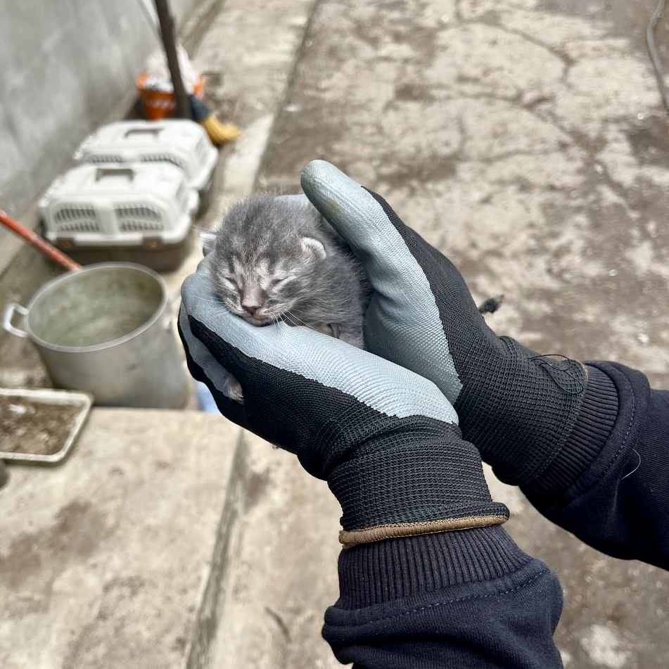 UAnimals.ENG 🇺🇦 tweet media