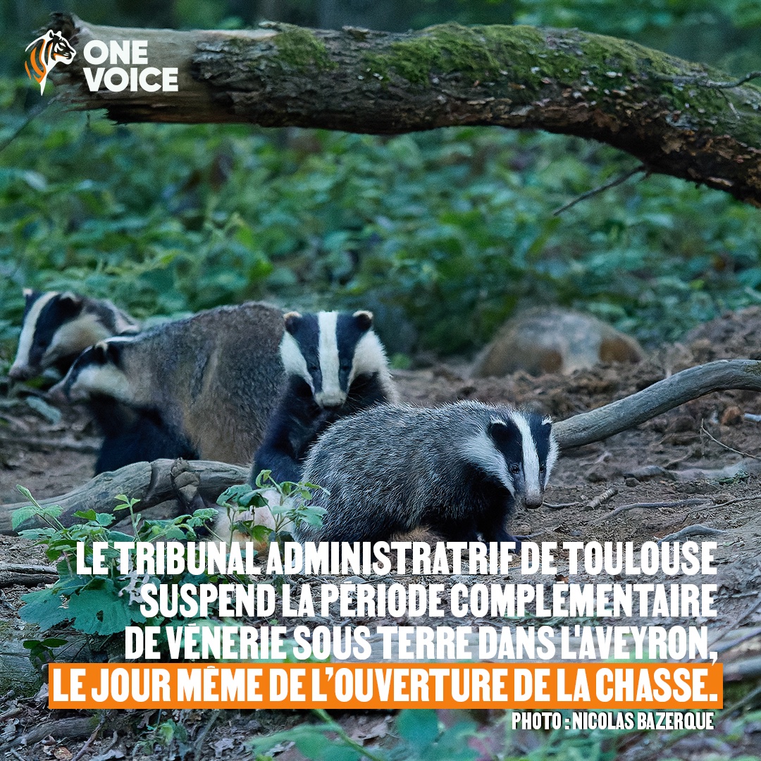 Nouvelle victoire pour les blaireaux ! Avec @aves_france, nous venons d'obtenir la suspension de la période complémentaire de vénerie sous terre dans l'Aveyron, le jour même de l'ouverture de la chasse. #JournéeMondialeDesBlaireaux #LaChasseUnProblèmeMortel #JAimeLesBlaireaux