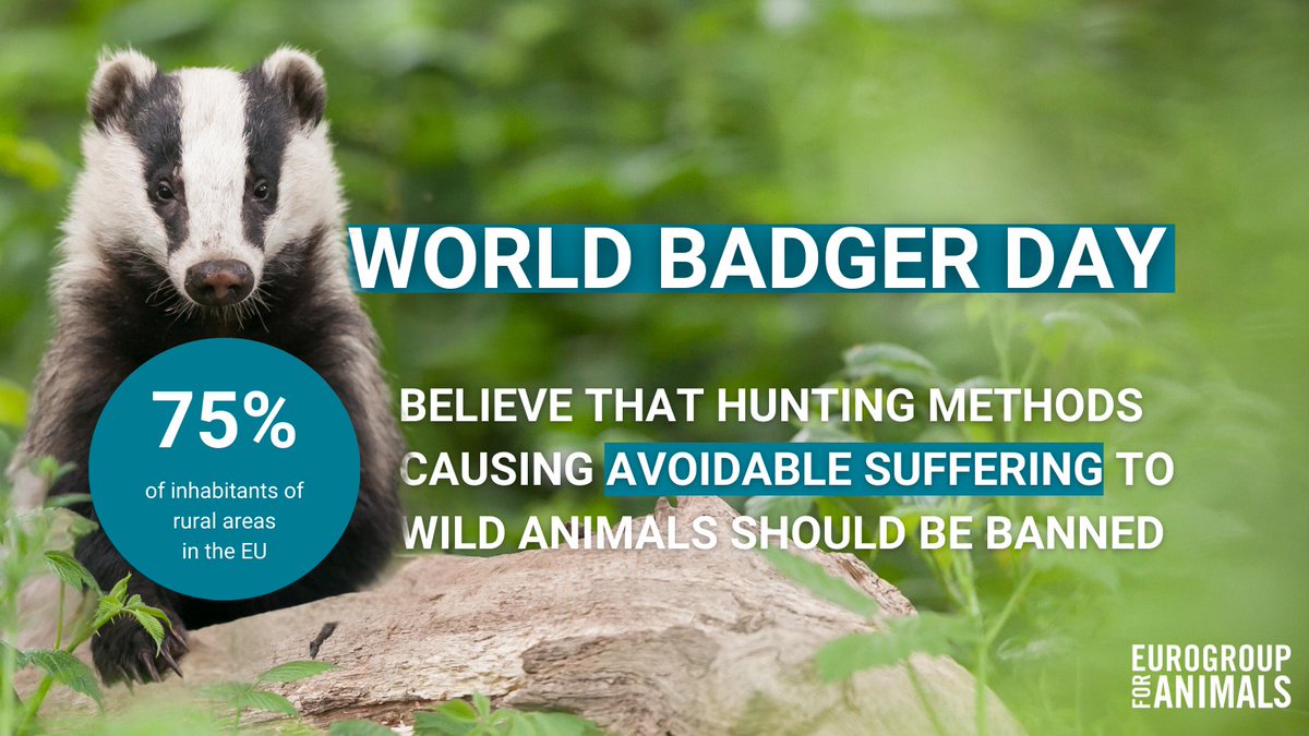 🦡 It's #WorldBadgerDay! According to a recent survey, 75% of inhabitants of rural areas in the 🇪🇺 believe that #hunting methods causing avoidable suffering to animals should be banned. Yet #badgers (and #foxes) are still victims of one of the cruellest practices (underground