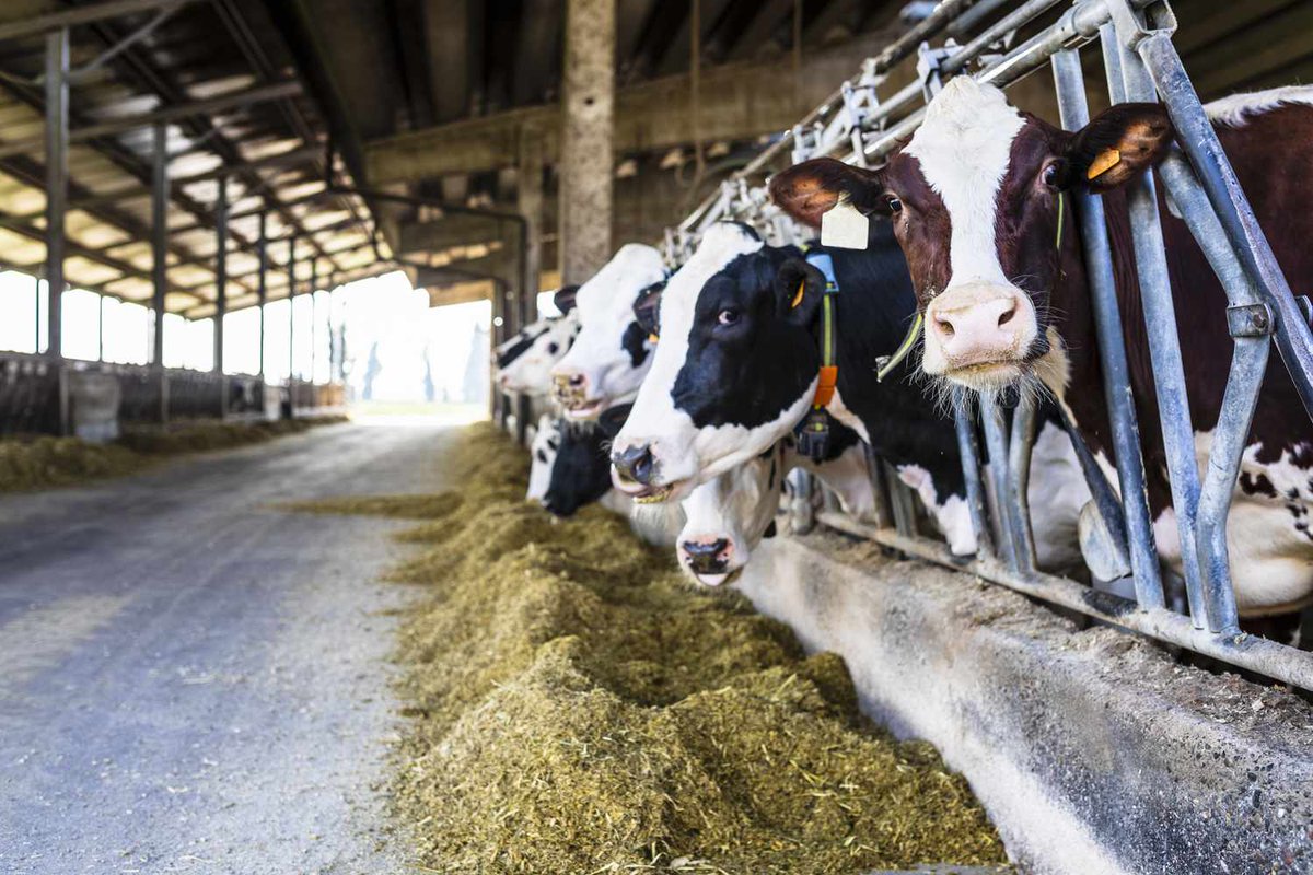 The dairy industry is accountable for numerous forms of environmental pollution, including sizable emissions of greenhouse gases that contribute to climate change, thanks to its industrial-scale farms housing thousands of cattle. WOW! #ClimateEmergency #ClimateActionNow