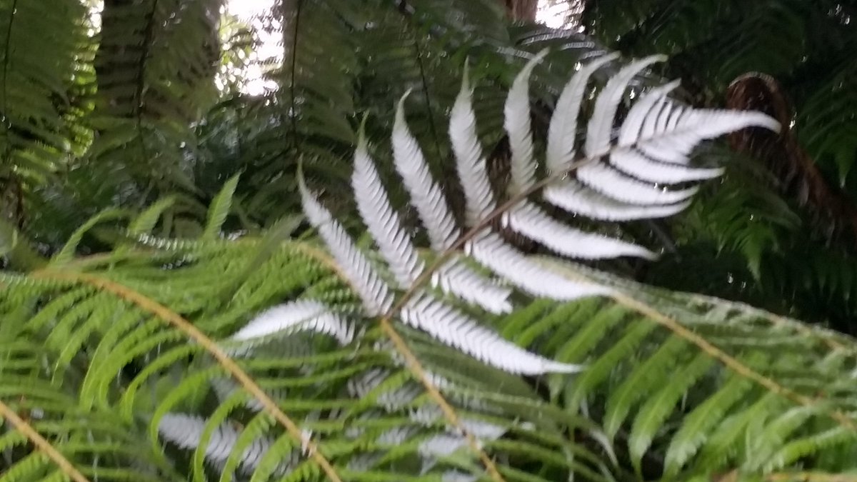Love this @keeper_of_books Silver Fern from NZ.
