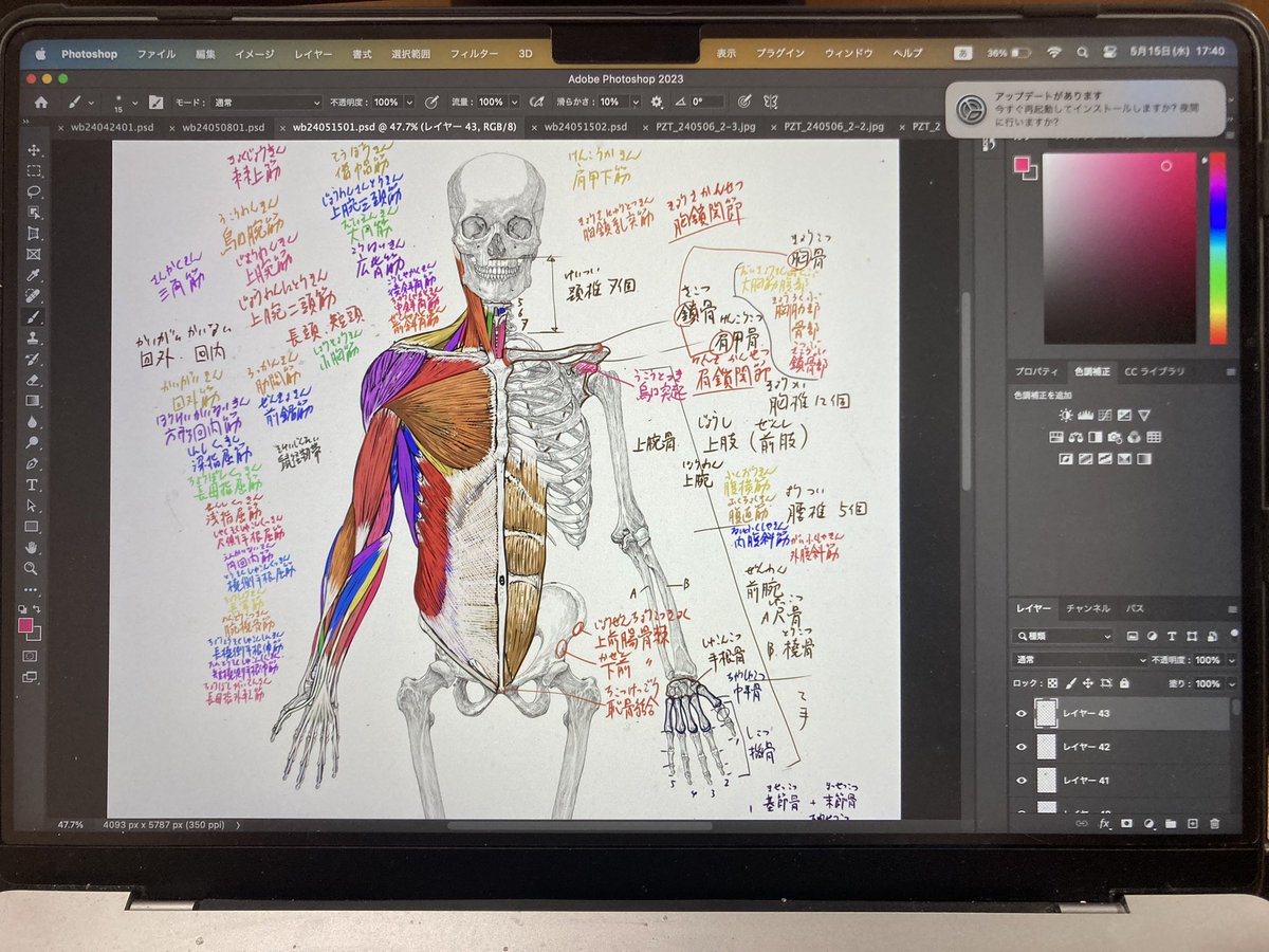 今日のデジタル板書。
#美術解剖学 #京都精華大学 