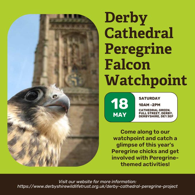 Come and see the word's faster living creature - the #PeregrineFalcon - on its nest in #Derby city centre! 

Whether you're a bird enthusiast or simply curious, this promises an unforgettable experience for all ages! And it's a FREE, drop-in event so no need to book!