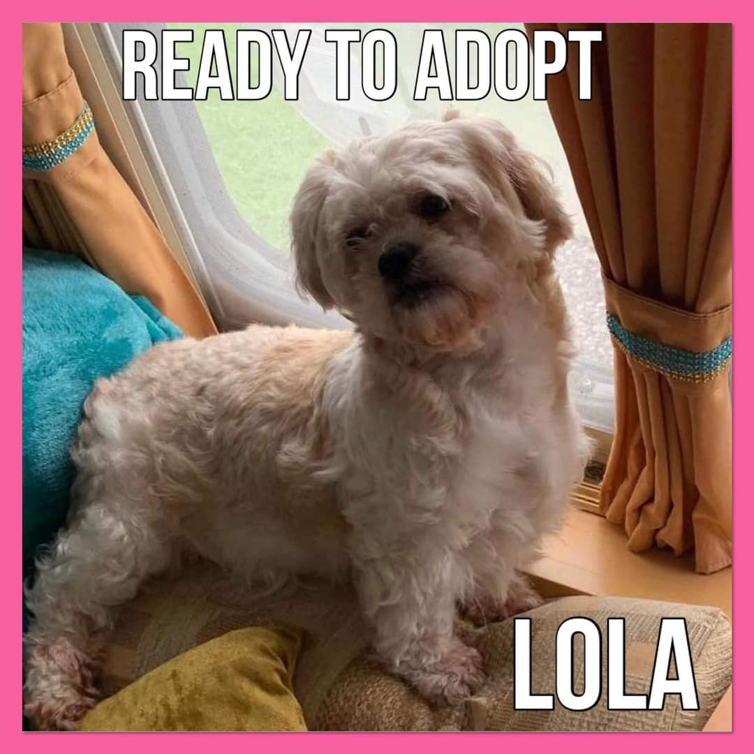 LOLA IS NOW AVAILABLE FOR ADOPTION. 
Please read her write up, adoption criteria and process BEFORE filling in an application of interest in the link below. 

cognitoforms.com/ShihTzuActionR…

#shihtzuactionrescue #AdoptDontBuy #adoptme #rescueismyfavouritebreed