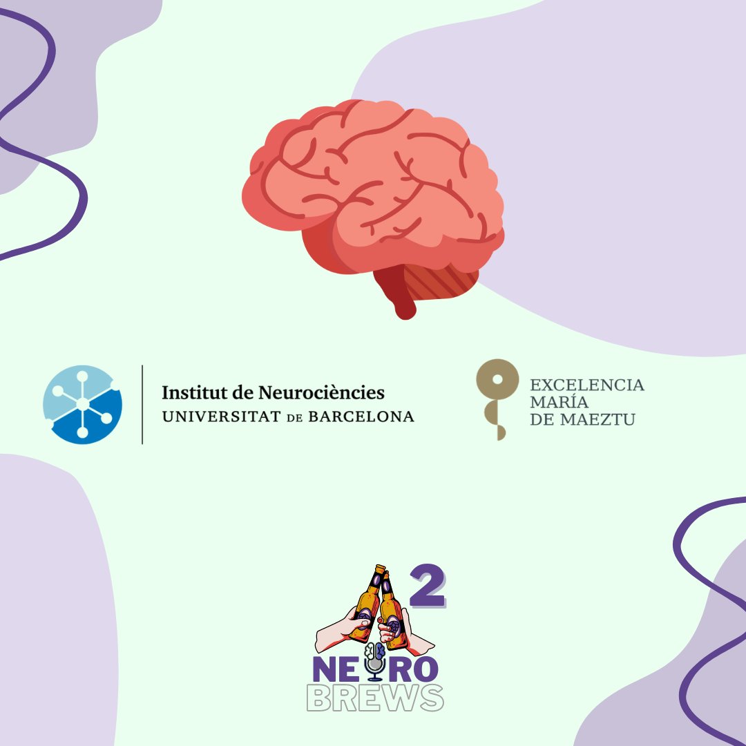 #Neurobrews is back! 🍻🧠 And this is you chance to participate! 📩Send us a brief abtract of your potential mologue in Catalan, Spanish or English at phd.ubneuro@ub.edu 🗓️You have until 25/04