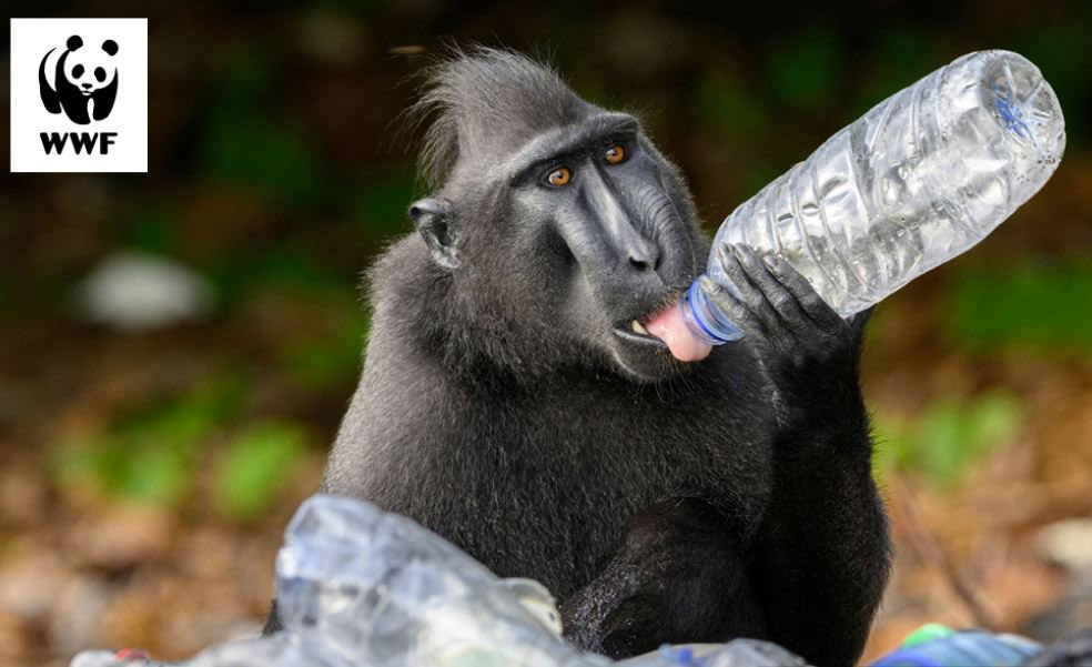 Eunomia was commissioned by WWF Germany to produce a report on addressing plastic pollution by expanding reuse models to support the UN Plastics Treaty. Full report available on our website #reuse #plastics #UN #plastictreaty