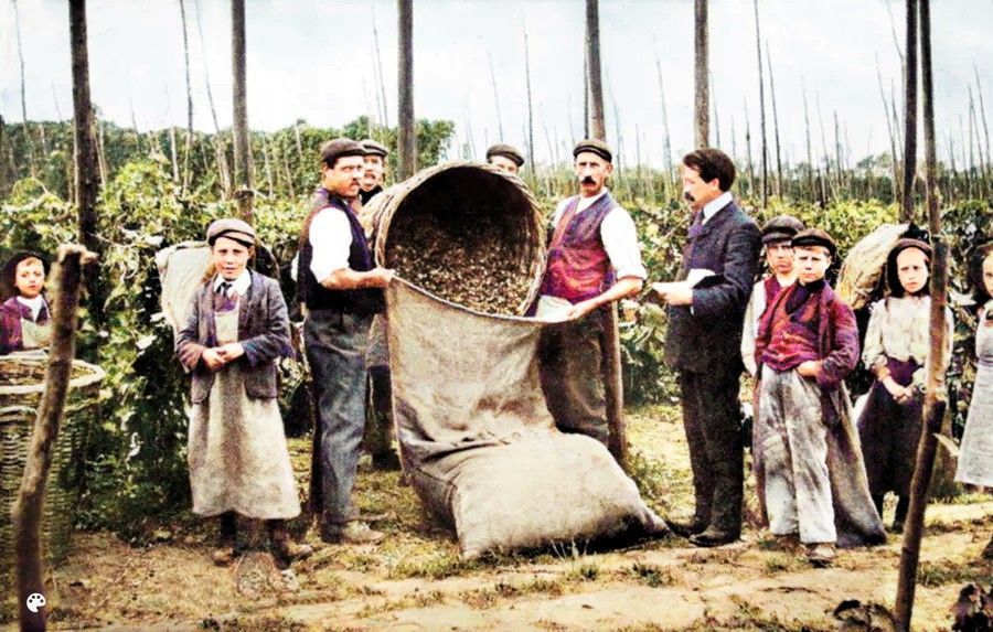 Hoppers tally off after picking in 1906. #hoppers #hopfarm #hopgarden #1900s #colourised