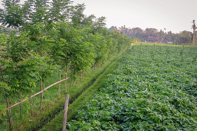 Agroforestry is a forward-thinking method of farming that promotes #ecological and agricultural balance. It's not simply about planting trees. Our fields benefit from increased #biodiversity #healthiersoil and #carbonsequestration when trees are included. #Sustainability