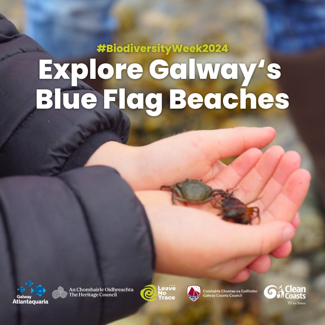 🌊🌿 Embrace Biodiversity Week with a coastal adventure! Explore Galway's Blue Flag beaches and uncover the diverse ecosystems that are on these shores, remembering to leave no trace of your visit. #BiodiversityWeek2024 #LeaveNoTrace #GalwayBeaches 🌊🦀 @irishenvnet