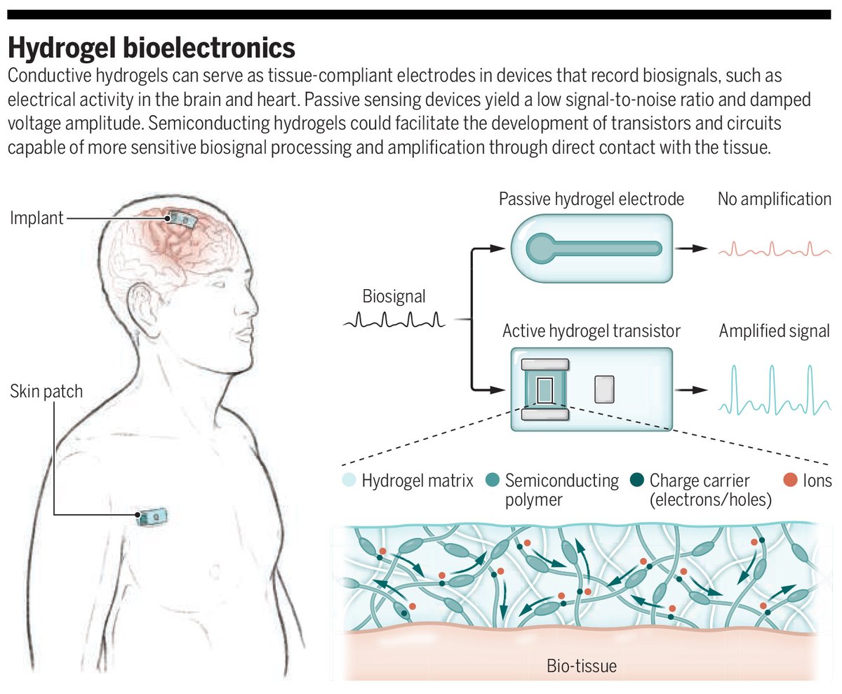 Conductive hydrogels can serve as tissue-compliant electrodes in devices that record biosignals, such as electrical activity in the brain and heart. Learn more in a new #SciencePerspective: scim.ag/6Xo