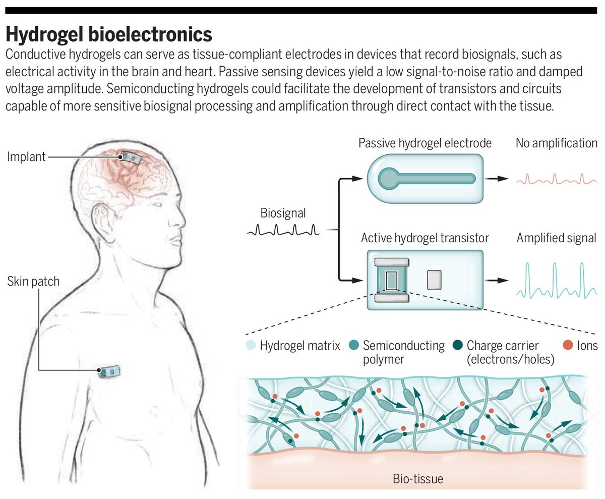 Conductive hydrogels can serve as tissue-compliant electrodes in devices that record biosignals, such as electrical activity in the brain and heart.

Learn more in a new #SciencePerspective: scim.ag/6Xo