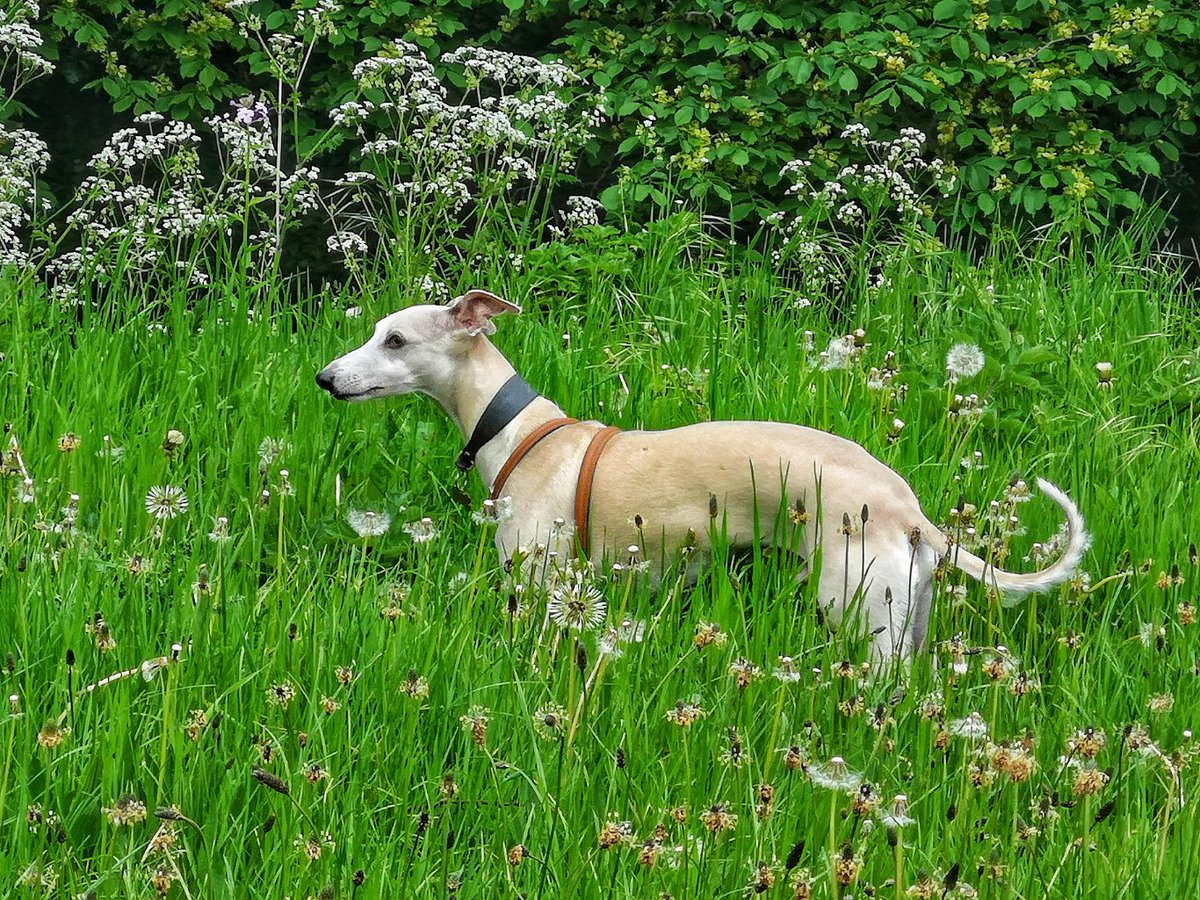 Just having a good sniff and play in the long grass. @Benvolio_Dog is such a delight to have 💕 #mansbestfriend #Whippetsoftwitter