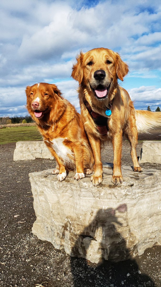 Charley is happy to share the spotlight with Mr Juno on this wonderful #woofwoofWednesday ! 🥰❤🐾🐶🐕🙏❤ #handsomeboys #goldenretriever #ducktoller #HappyHumpDay #walkinthedoginwhitby #walkinthedog