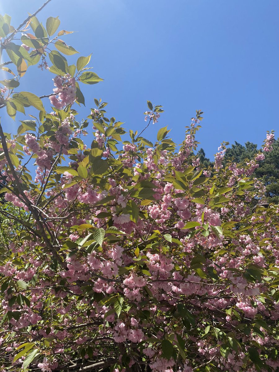 風は強いけどめっちゃ快晴☀️ 開拓神社、北海道神宮でいろいろ感謝✨ 八重桜まだ残ってた🌸