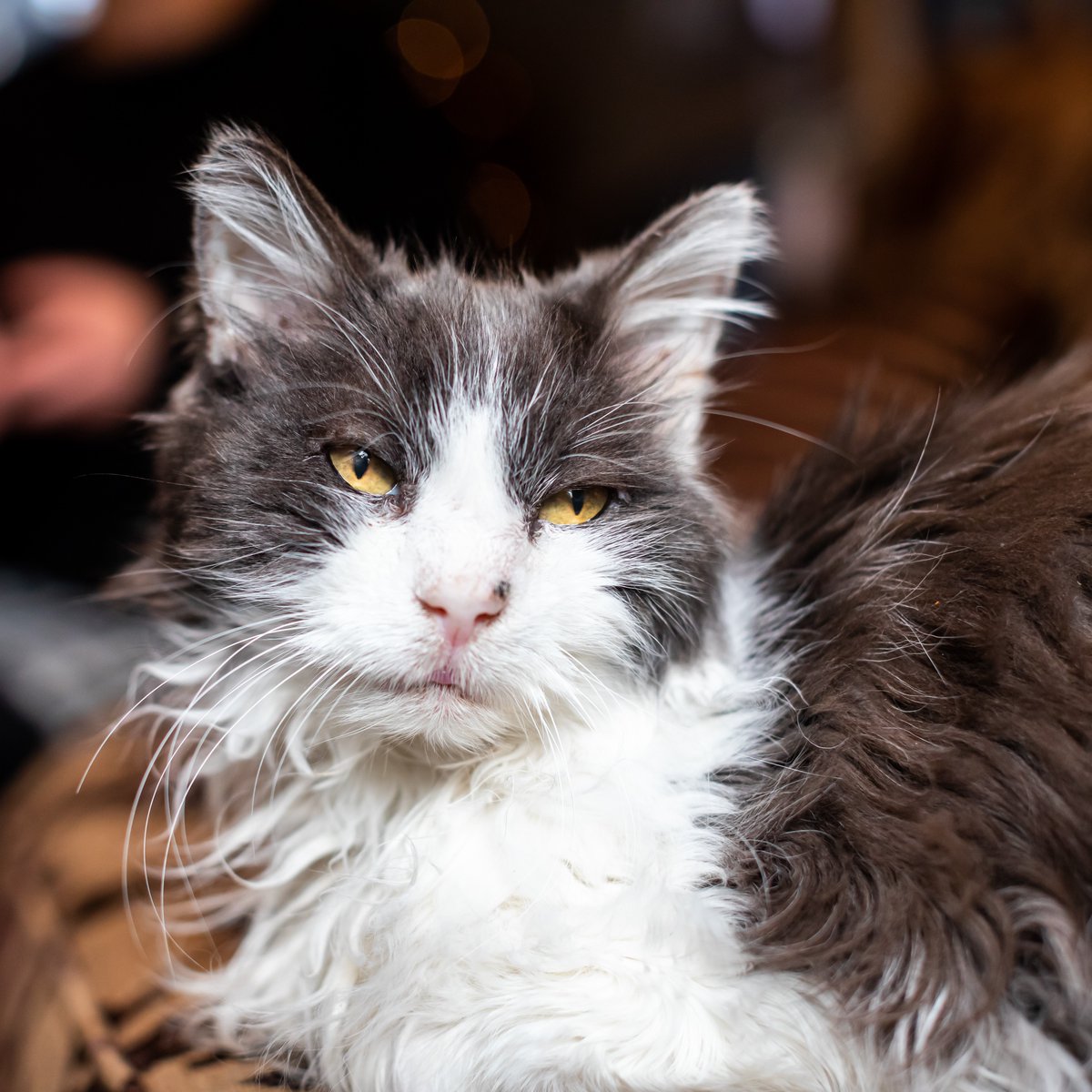 Have you or someone you know adopted an older cat from us? This June will be our fourth year celebrating #MatureMoggiesDay! We want to showcase some super seniors and their owners! For a chance to have your story featured, comment on your older cat adoption story below.