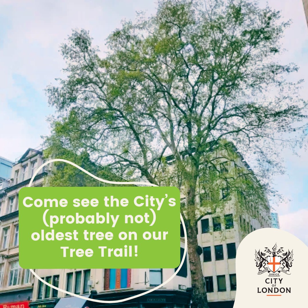 As part of #UrbanTreeFest enjoy our Tree Trail where, amongst other trees, you'll discover the 'allegedly' ancient Wood Street Plane – rumoured to be the oldest in the Square Mile (but no one really knows whether that’s true)! 🕵️‍♂️🌳 Get your map here: cityoflondon.gov.uk/assets/Things-…