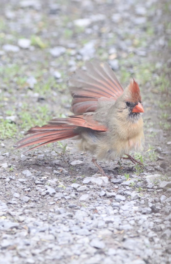 Lady Cardinal shakes off those pesky raindrops, showing off her lovey soft salmon colours ❤️ #cardinal #northerncardinal #birds #birdphotography #BirdTwitter #TwitterNaturePhotography #TwitterNatureCommunity ❤️