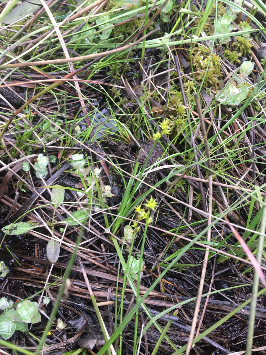 julian russell tweet media