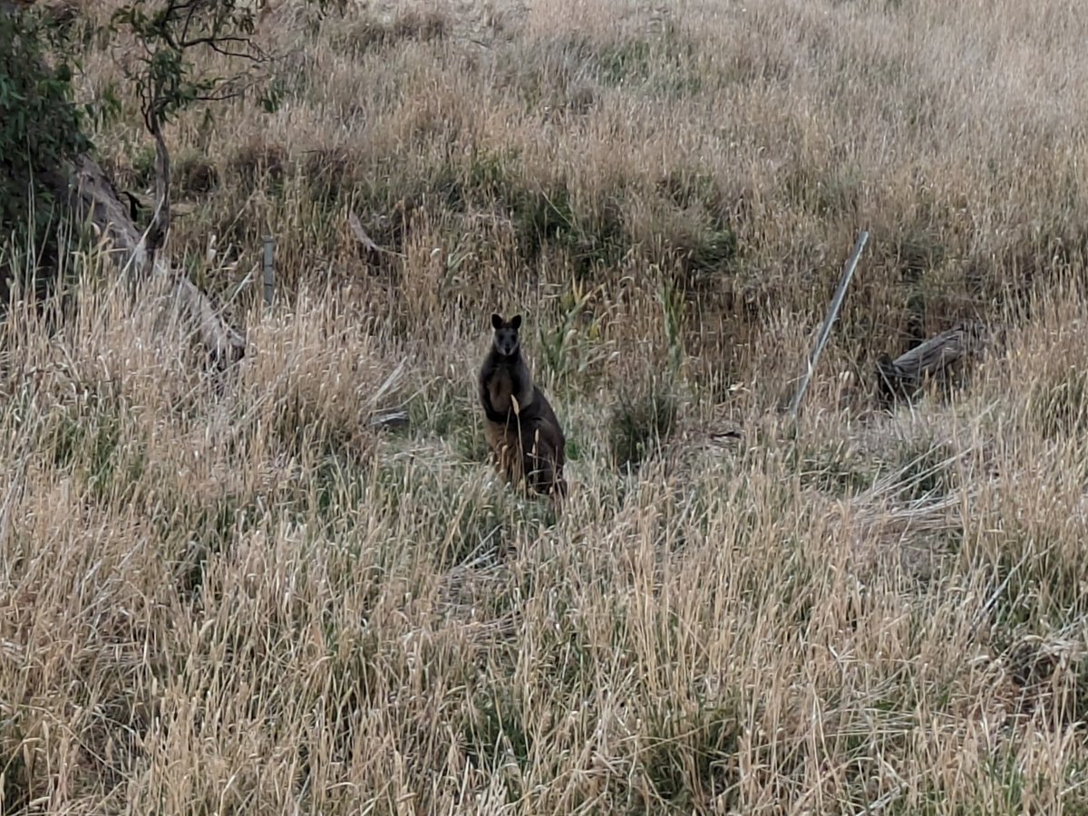 Swamp wallabies are regular residents on our farm now that we have fenced and revegetated our waterways. Last month we had a family of five move through which was lovely to see.