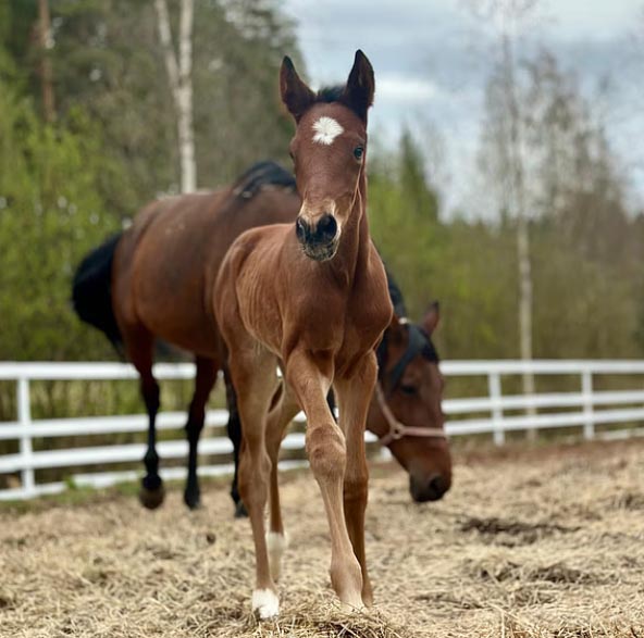‼️🇫🇮🇫🇮IDAO DE TILLARD first foal in Finland🇫🇮🇫🇮‼️
We congrats the mare Legendary Corps (Amour Ami US) and the owner Hasa Talli for this beautiful colt born in Finland 😊
Info francetrotting.com/en/stallion/id…
Photo Katariina Salmela 👌