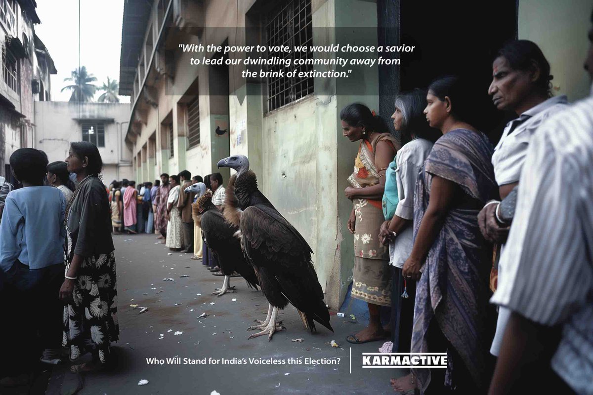 🦅 If Vultures Could Vote, They’d Choose a Saviour to Lead Them! 🦅

📊 Vulture numbers plummeted 97-99.9% from 1992 to 2007 due to toxic veterinary drugs like diclofenac in cattle carcasses.

🌍 Impact: The near-extinction of these vital scavengers is leading to the spread of
