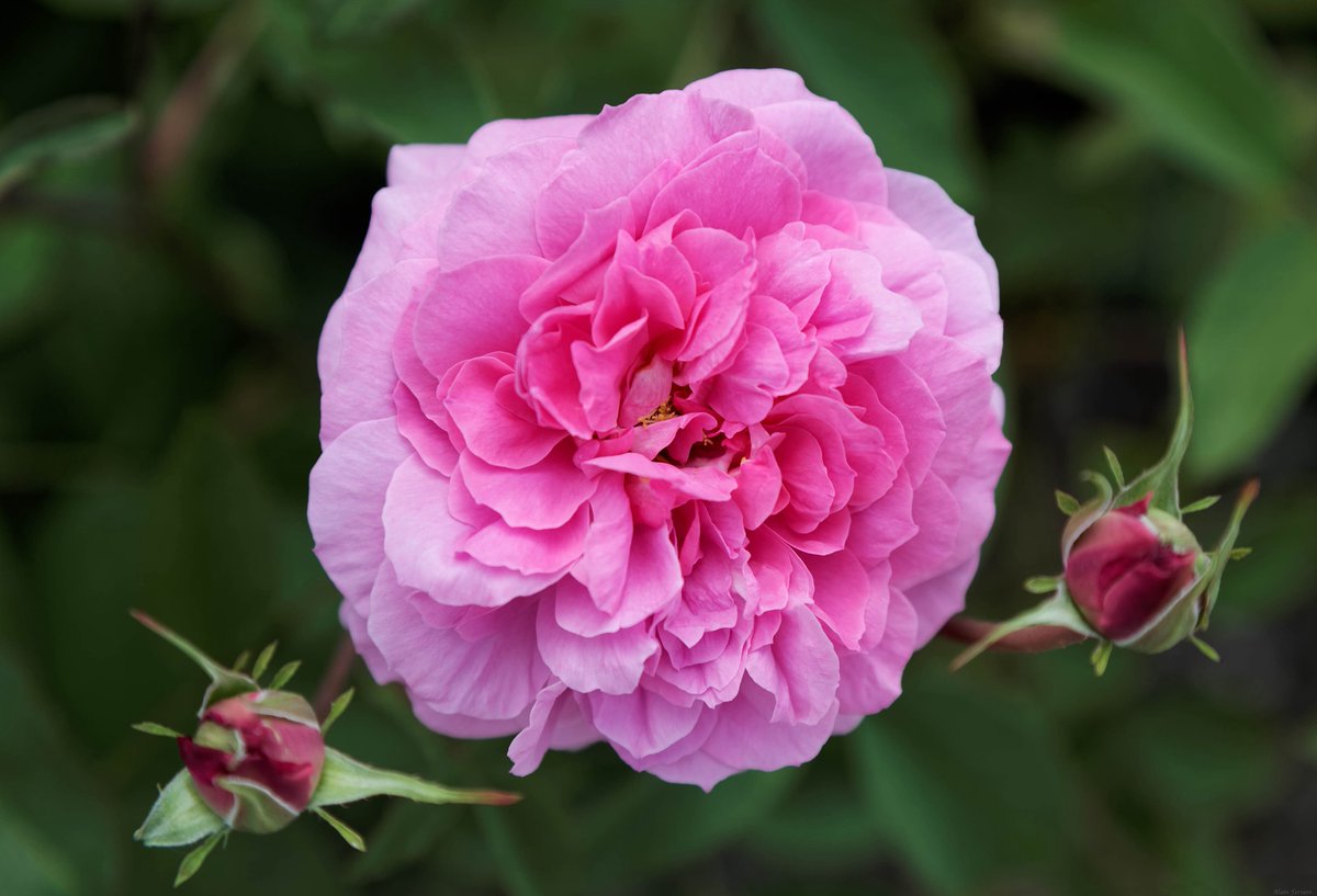 Smell & Tell | Olfactory Portrait of a Rose takes place @aadl on Wednesday, May 22, 2024, 6:00-7:30PM. Follow your nose as we explore the scent of Damask rose in short formulas (accords) that perfumers in training use to make Turkish Rose perfume. aadl.org/node/627513