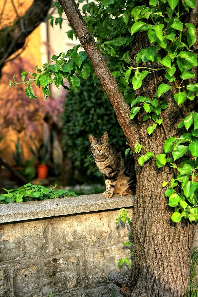 #seNonCapisci e capita spesso, cambia strada, nel nuovo sentiero, saranno i fiori di un pensiero a illuminare il giorno. BUON MERCOLEDI' A TUTTI.