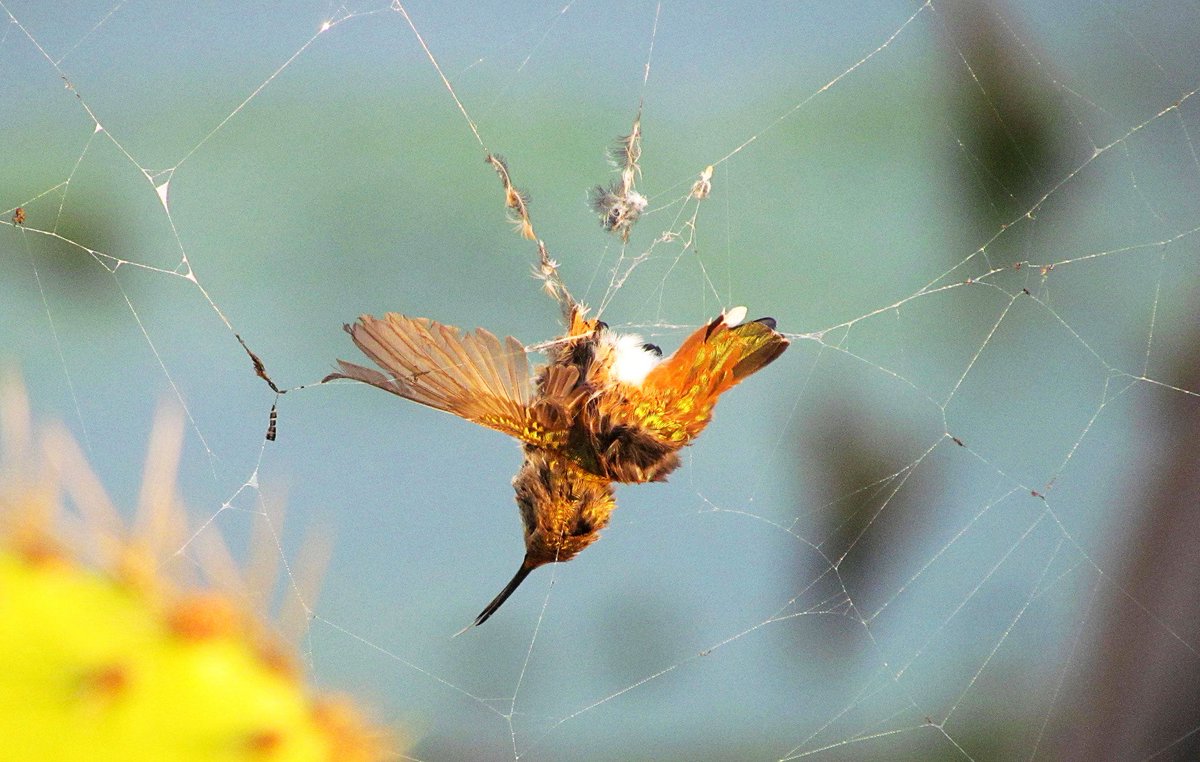 andytorc's tweet image. Predation: a significant mortality factor for hummingbirds. Researchers have found that many animals eat hummingbirds and some even get caught in spider webs. Most of these hummingbirds fall victim to predators near feeders and nesting sites. jstor.org/stable/4086840 
#UCanimals