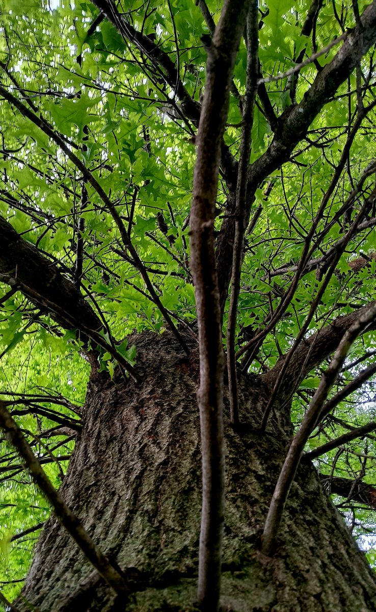 #ThickTrunkTuesday 
#PhotographyIsArt #Earth #ThePhotoHour #NatureBeauty 
#Missouri