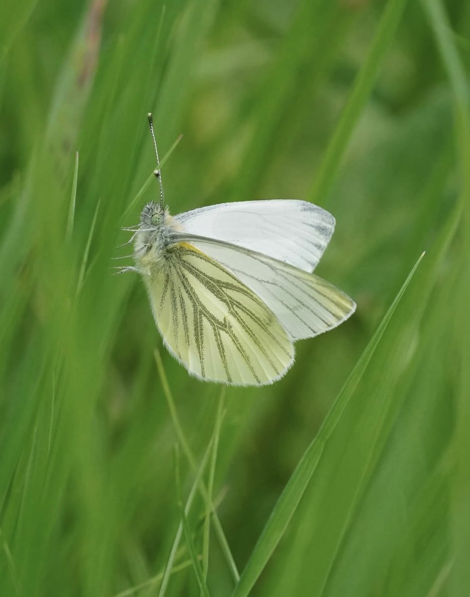Every Day Should Be Earth Day!!  

The Green Veined White Butterfly 

💚🌎💙
