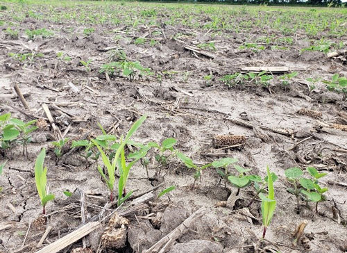 There is a debate whether or not volunteer corn is truly a “weed,” but it can certainly be a problem in fields following corn. Check out the article for how to plan now for volunteer #corn control. bit.ly/4b8ANM5 @KStateWeedSci