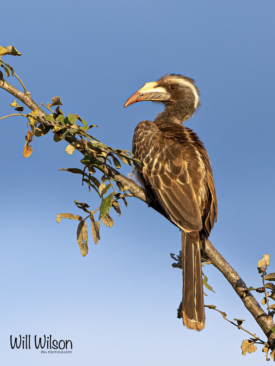 An African Grey Hornbill perched in the late afternoon sun. 📍@AkageraPark in #Rwanda #RwOX #VisitRwanda #Birds