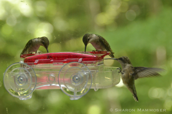 andytorc's tweet image. 100 million to 1 billion birds die annually due to window collisions in the US. Researchers found that man-made structures are the 2nd leading human cause of hummingbird mortality. link.springer.com/article/10.100…
#UCanimals