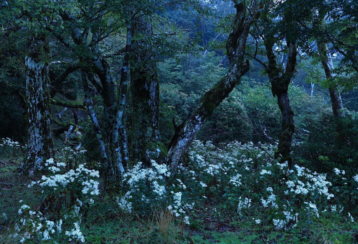 Season when the white flowers bloom Shizuoka, Japan Photo credit : Mitsuo Mukao flickr.com/photos/1876440…