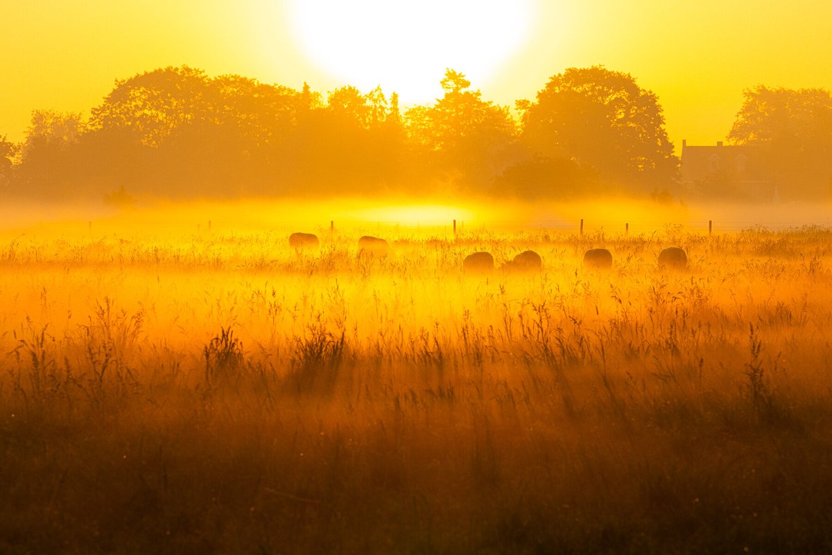 Vroeg wakker heeft zo zijn voordelen! Prachtige zonsopkomst langs de Bovenheigraaf bij Wezep, mistbanken met schapen in het weiland.