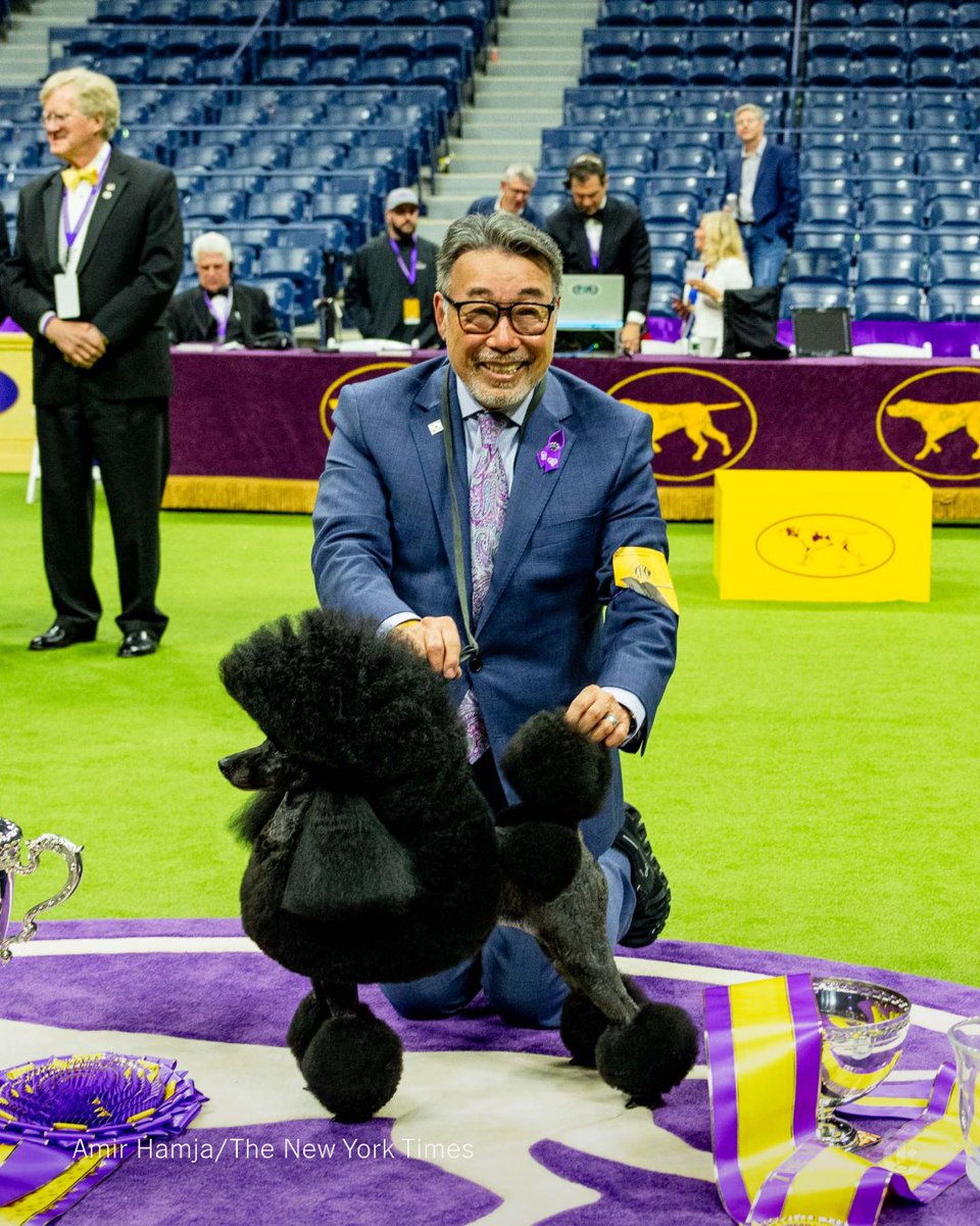 Sage, a miniature poodle, was named best in show at the Westminster Kennel Club Dog Show, modeling the kind of poise and composure unfamiliar to most humans in front of a whooping crowd at the Billie Jean King National Tennis Center in New York. nyti.ms/4akkdb1