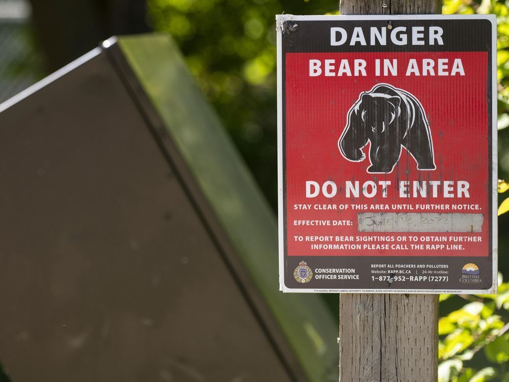 Mother bear that attacked woman in Squamish won’t be put down: officials theprovince.com/news/local-new…