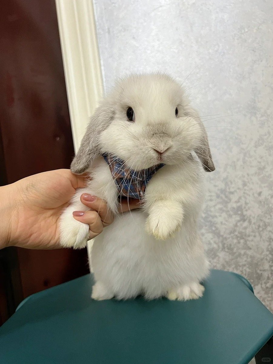 Why you should have a rabbit (@ShouldHaveRabit) on Twitter photo 2024-05-15 05:02:21