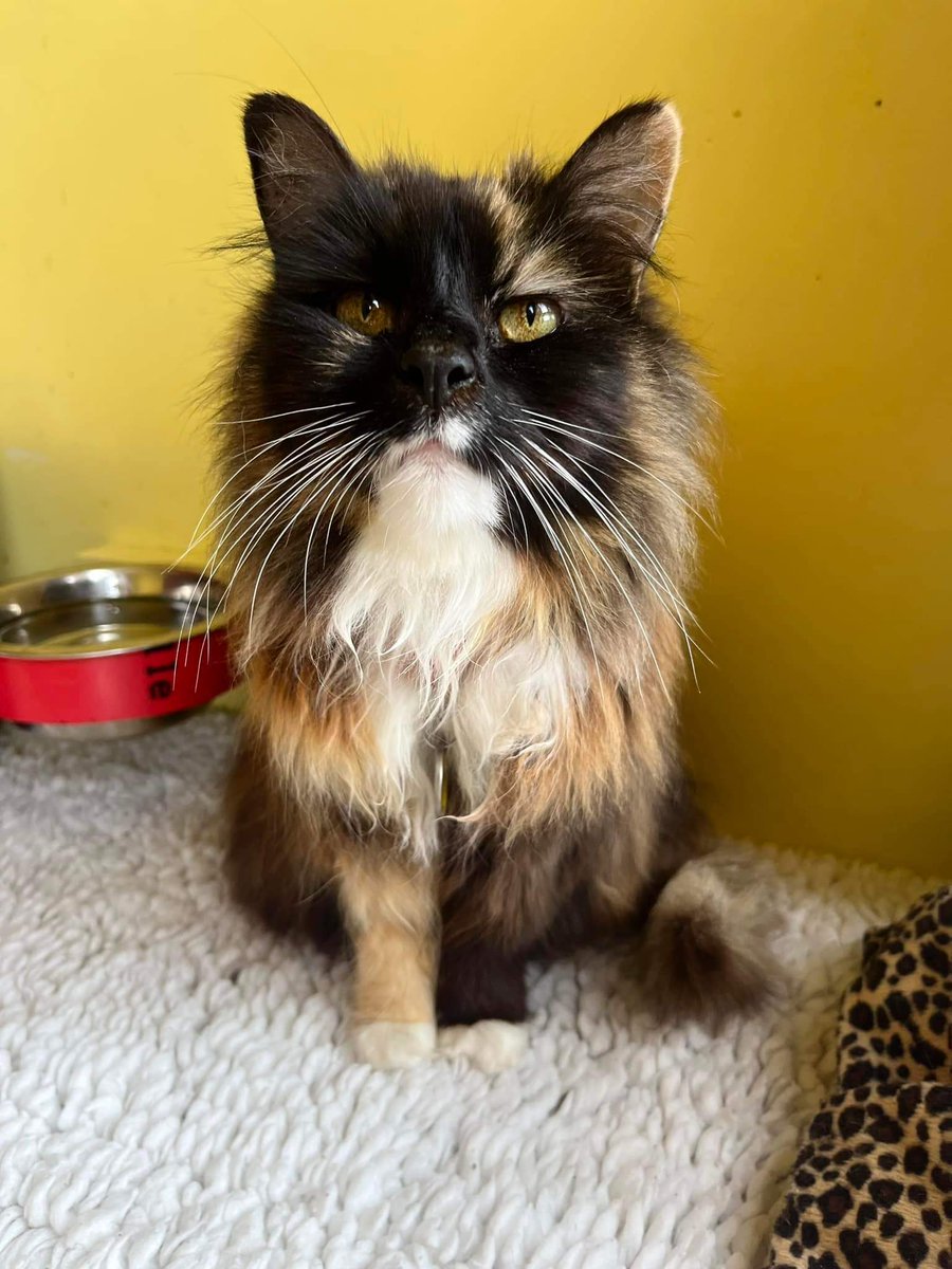 #WhiskersWednesday ~ Skye posing for one of the volunteers. Doesn't she look wonderful - so floofy & showing off her magnificent whiskers 🧡 #inthecompanyofcats #fabulousfelines #goldenoldies #cat #CatsonTwitter #catrescue #catvibes #superseniors