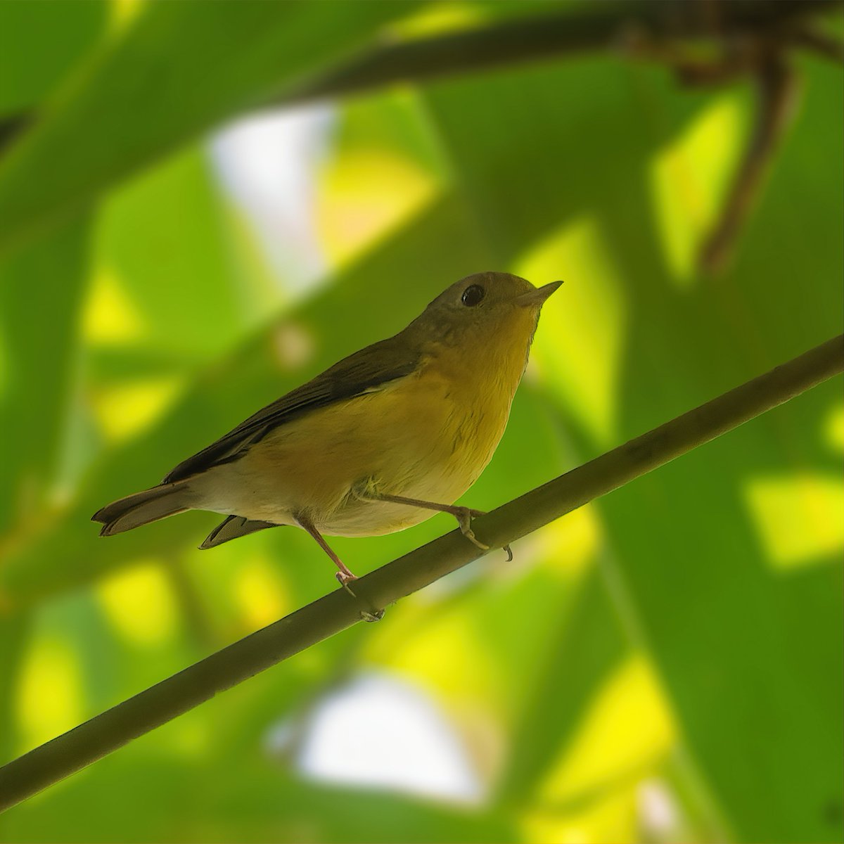 Let's fill the X with bird having Insect Catching bill. Pygmy Flycatcher - Ficedula hodgsoni #IndiAves #ThePhotoHour #InsectCatchingBills